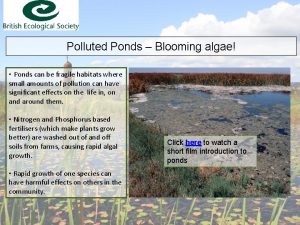 Polluted Ponds Blooming algae Ponds can be fragile