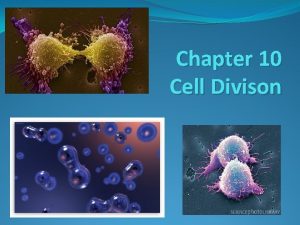 Chapter 10 Cell Divison Information Overload Living cells