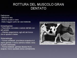 ROTTURA DEL MUSCOLO GRAN DENTATO Definizione Affezione rara