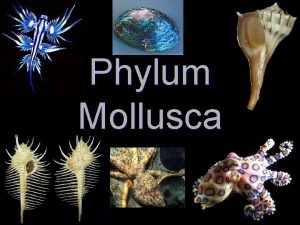Phylum Mollusca Phylum Mollusca l Mollusks are softbodied