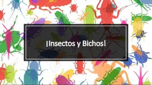 Insectos y Bichos Qu sabes sobre los insectos