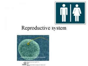 Reproductive system Reproductive System Gonads Ducts Accessory organs