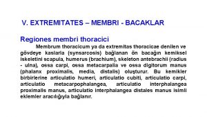 V EXTREMITATES MEMBRI BACAKLAR Regiones membri thoracici Membrum