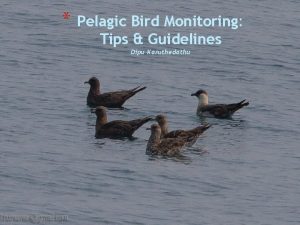 Pelagic Bird Monitoring Tips Guidelines Dipu Karuthedathu Methodology