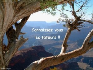 Connaissez vous les tateurs Grand Canyon Certaines personnes