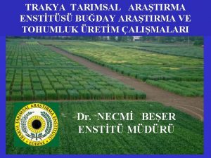 TRAKYA TARIMSAL ARATIRMA ENSTTS BUDAY ARATIRMA VE TOHUMLUK