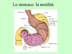 Lo stomaco la motilit Il pacemaker gastrico Onda