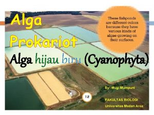 Alga Prokariot Alga hijau biru Cyanophyta By Mugi