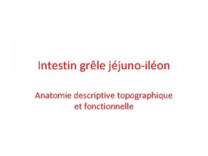 Intestin grle jjunoilon Anatomie descriptive topographique et fonctionnelle