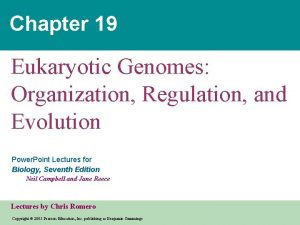 Chapter 19 Eukaryotic Genomes Organization Regulation and Evolution