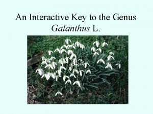 An Interactive Key to the Genus Galanthus L