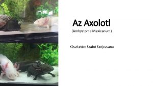 Az Axolotl Ambystoma Mexicanum Ksztette Szab Sznjezsana Mi