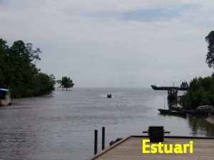 Estuari Estuari adalah daerah pantai semi tertutup yang