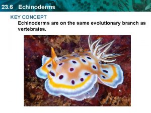 23 6 Echinoderms KEY CONCEPT Echinoderms are on