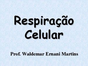 Respirao Celular Prof Waldemar Ernani Martins Metabolismo Conjunto