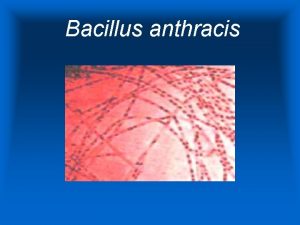 Bacillus anthracis Historia El bacilo del ntrax fue