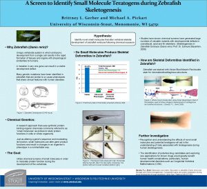 A Screen to Identify Small Molecule Teratogens during