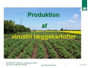 Produktion af virusfri lggekartofler Ministeriet for Fdevarer Landbrug