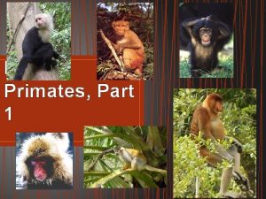 Living Primates Part 1 General Characteristics Categories A