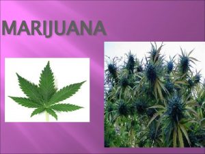 MARIJUANA What is Marijuana Marijuana is a green