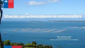 Situacin uso antimicrobianos en salmonicultura Alicia Gallardo Lagno