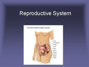 Reproductive System Reproductive System Male and female system