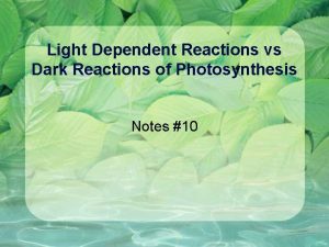 Light Dependent Reactions vs Dark Reactions of Photosynthesis