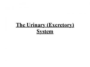 The Urinary Excretory System Functions of the Urinary