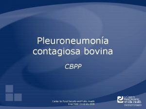 Pleuroneumona contagiosa bovina CBPP Center for Food Security