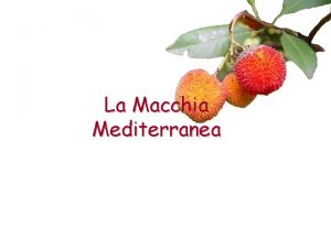 La Macchia Mediterranea La Macchia Mediterranea La macchia