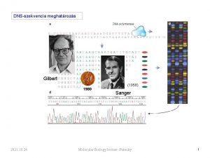 DNSszekvencia meghatrozs Gilbert 1980 2021 10 24 1958