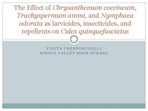 The Effect of Chrysanthemum coccineum Trachyspermum ammi and