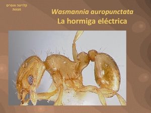 Wasmannia auropunctata La hormiga elctrica La hormiga elctrica