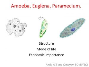 Amoeba Euglena Paramecium Structure Mode of life Economic