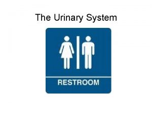 The Urinary System Functions of the Urinary system