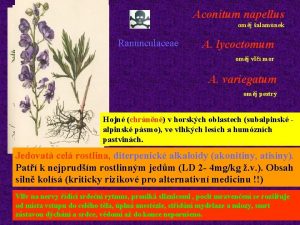 Aconitum napellus omj alamnek Ranunculaceae A lycoctomum omj