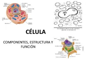 CLULA COMPONENTES ESTRUCTURA Y FUNCIN TEORA CELULAR Postulados