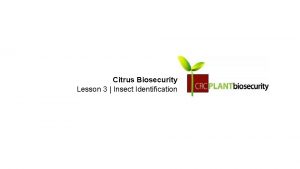 Citrus Biosecurity Lesson 3 Insect Identification What is