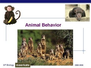 Animal Behavior AP Biology meerkats 2008 2009 What