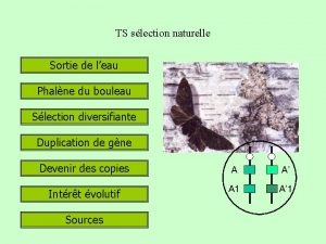 TS slection naturelle Sortie de leau Phalne du