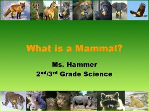 What is a Mammal Ms Hammer 2 nd3