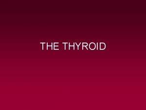 THE THYROID The Thyroid Gland The thyroid is