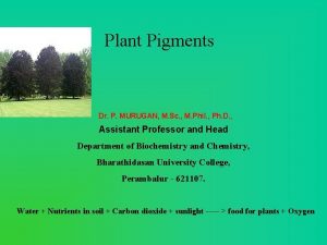 Plant Pigments Dr P MURUGAN M Sc M