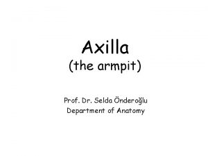 Axilla the armpit Prof Dr Selda nderolu Department