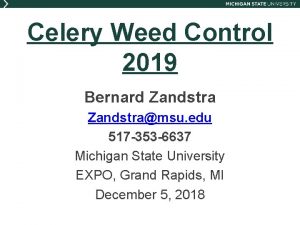 Celery Weed Control 2019 Bernard Zandstramsu edu 517