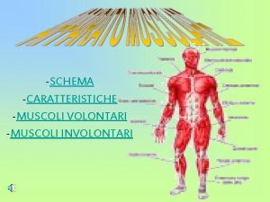 SCHEMA CARATTERISTICHE MUSCOLI VOLONTARI MUSCOLI INVOLONTARI CARATTERISTICHE DISTINGUERSI