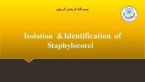 Isolation Identification of Staphylococci Staphylococci Characteristics Staphylococci are
