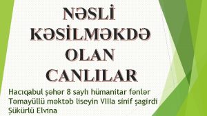 NSL KSLMKD OLAN CANLILAR Hacqabul hr 8 sayl