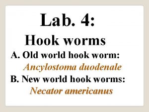 Lab 4 Hook worms A Old world hook