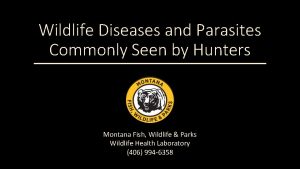 Wildlife Diseases and Parasites Commonly Seen by Hunters